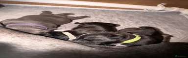 GREEN COLLAR, Black & white male 
