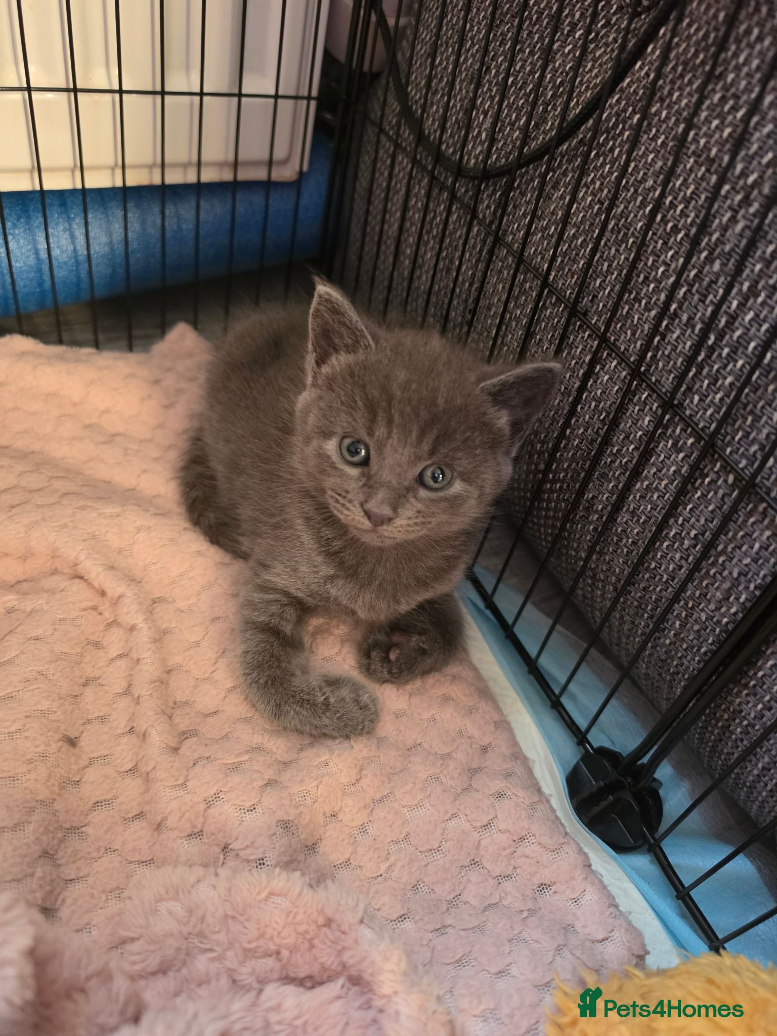 Mixed Breed cats British mix 5 kittens  - Advert 7