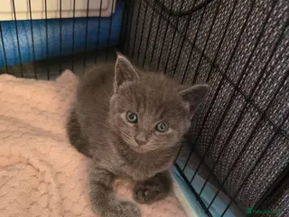 Mixed Breed cats British mix 5 kittens - Advert 7
