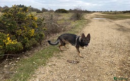 German Shepherd dogs for sale: Chunky GSD puppies from health tested parents  - Image 11