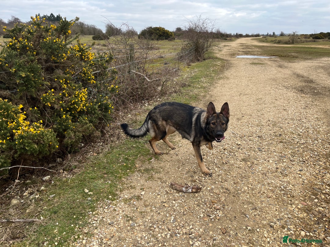 German Shepherd dogs for sale: Chunky GSD puppies from health tested parents  - Image 11