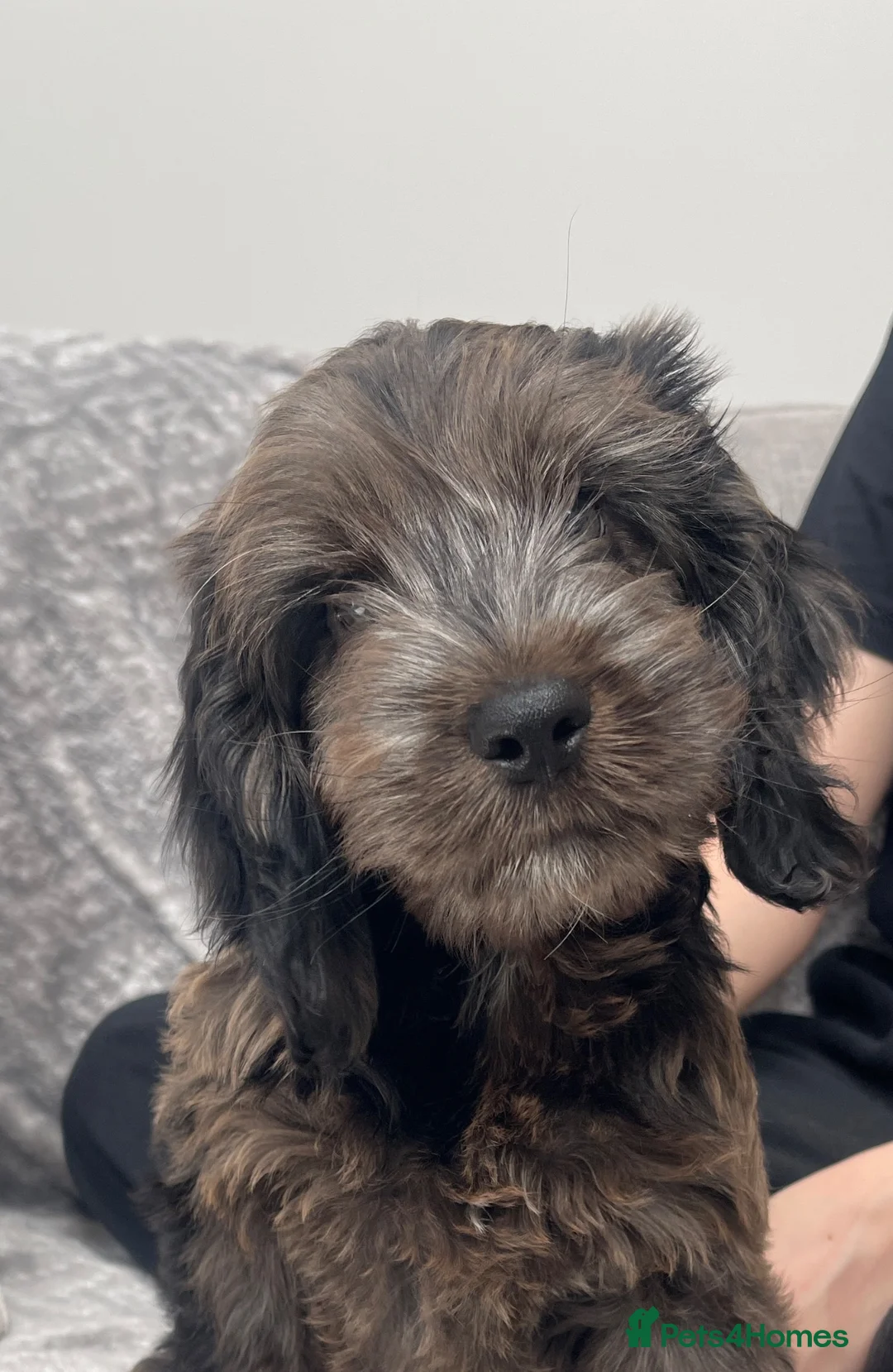 Cockapoo dogs for sale: Merle Cockapoo - Advert 21