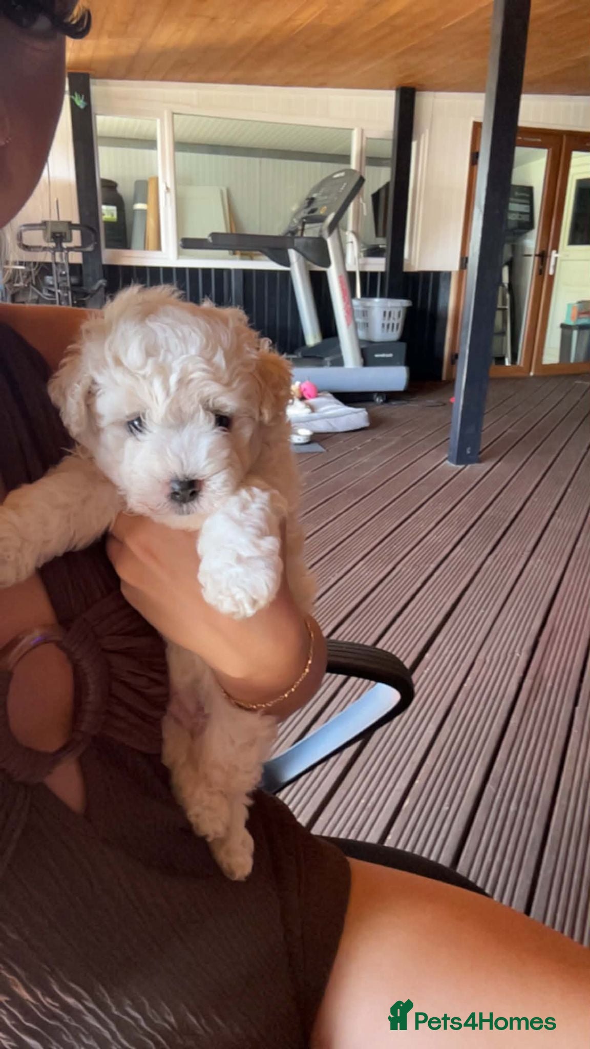 Bichon Frise dogs Bichon Maltese for sale - Advert 7