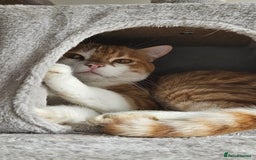 Mixed Breed cats for adoption: Male Rescue Cat for Indoor Adoption - Image 17