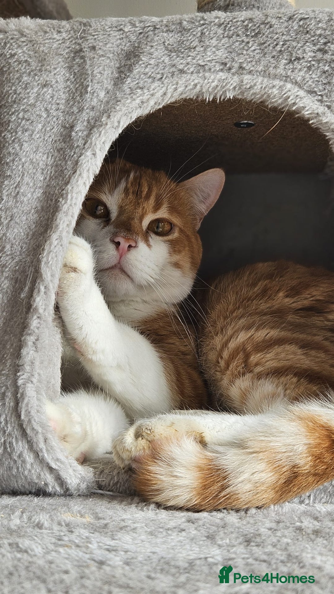 Mixed Breed cats for adoption: Male Rescue Cat for Indoor Adoption - Image 17