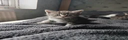 Mixed Breed cats for sale: Litter off kittens - Advert 9
