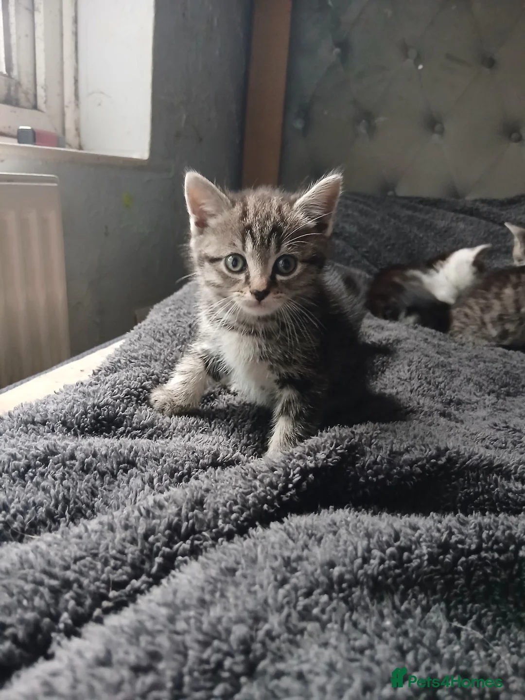 Mixed Breed cats for sale: Litter off kittens - Advert 9