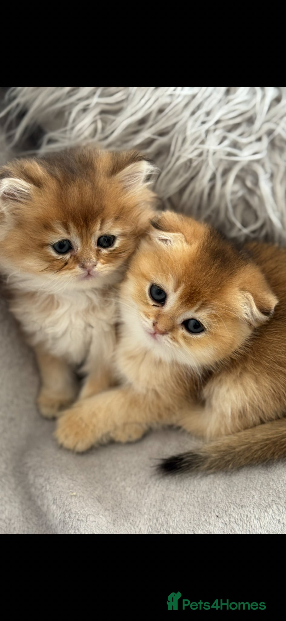 Scottish Fold cats for sale: Scottish pedigree golden kittens - Advert 24