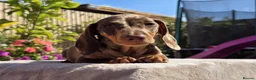 Miniature Dachshund dogs for sale: Pedigree miniature dachshund  - Advert 6