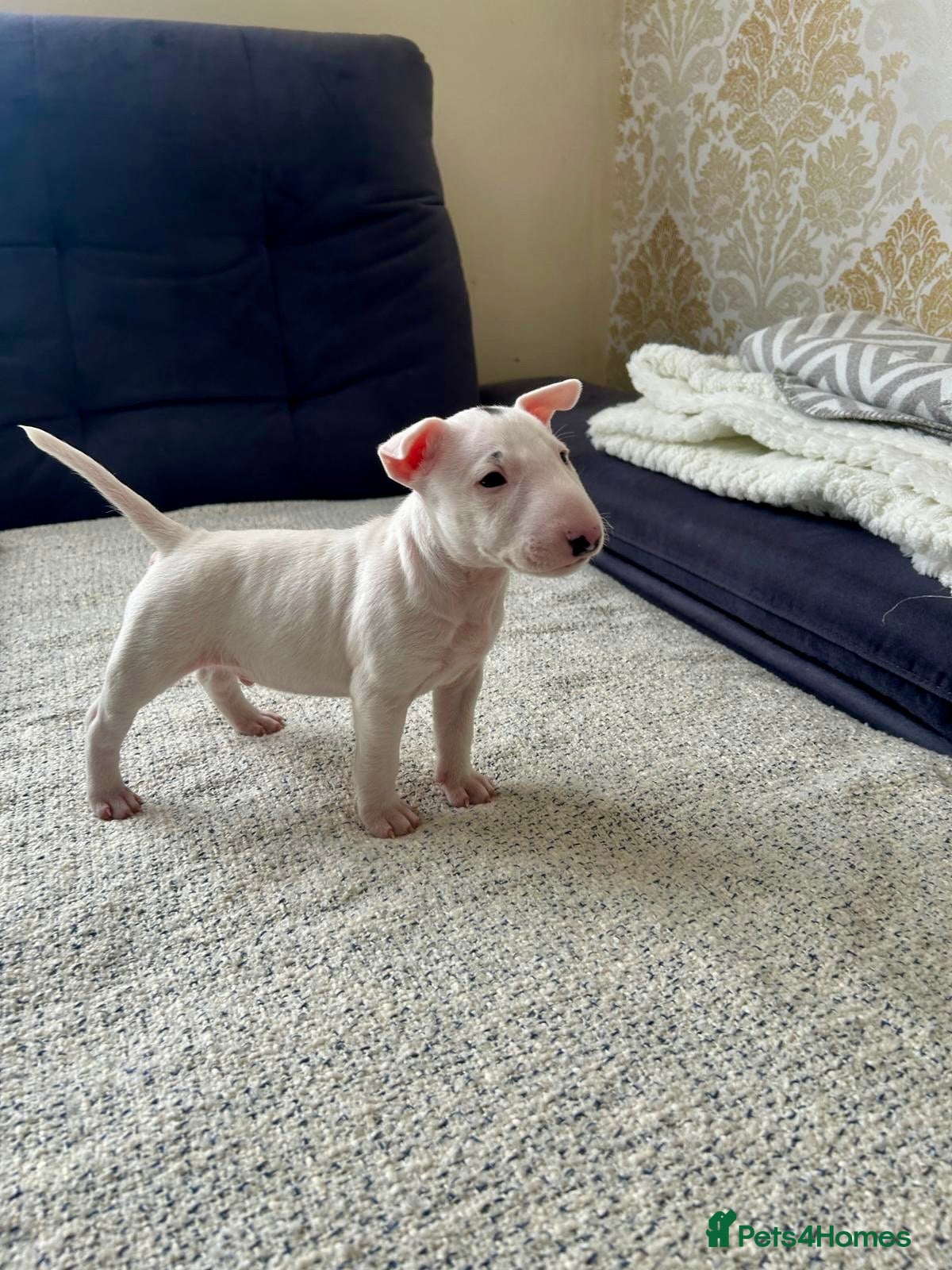 Miniature Bull terrier dogs 1 Male Miniature English bull terrier available  - Advert 1