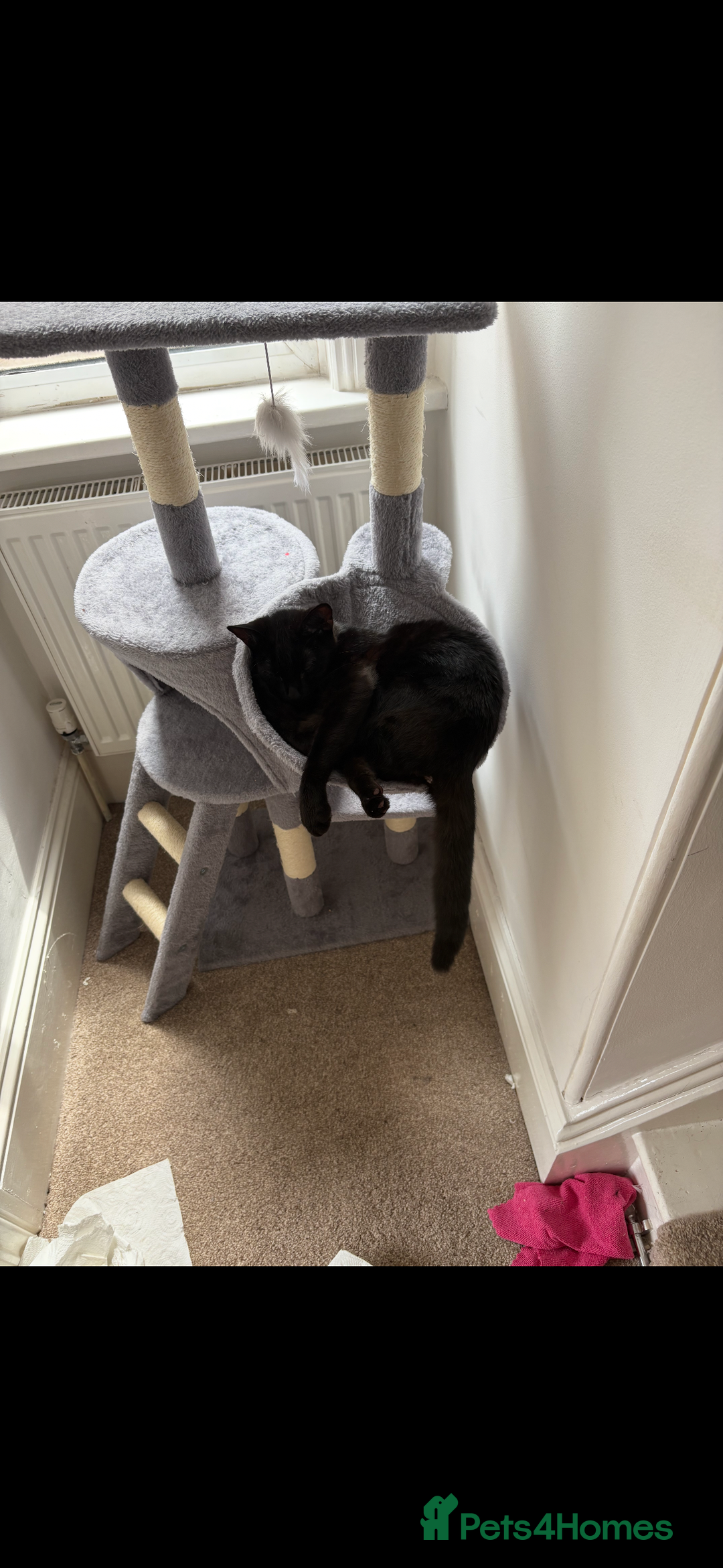 Domestic Shorthair cats for sale: 2 bonded domestic short haired cats  - Advert 3