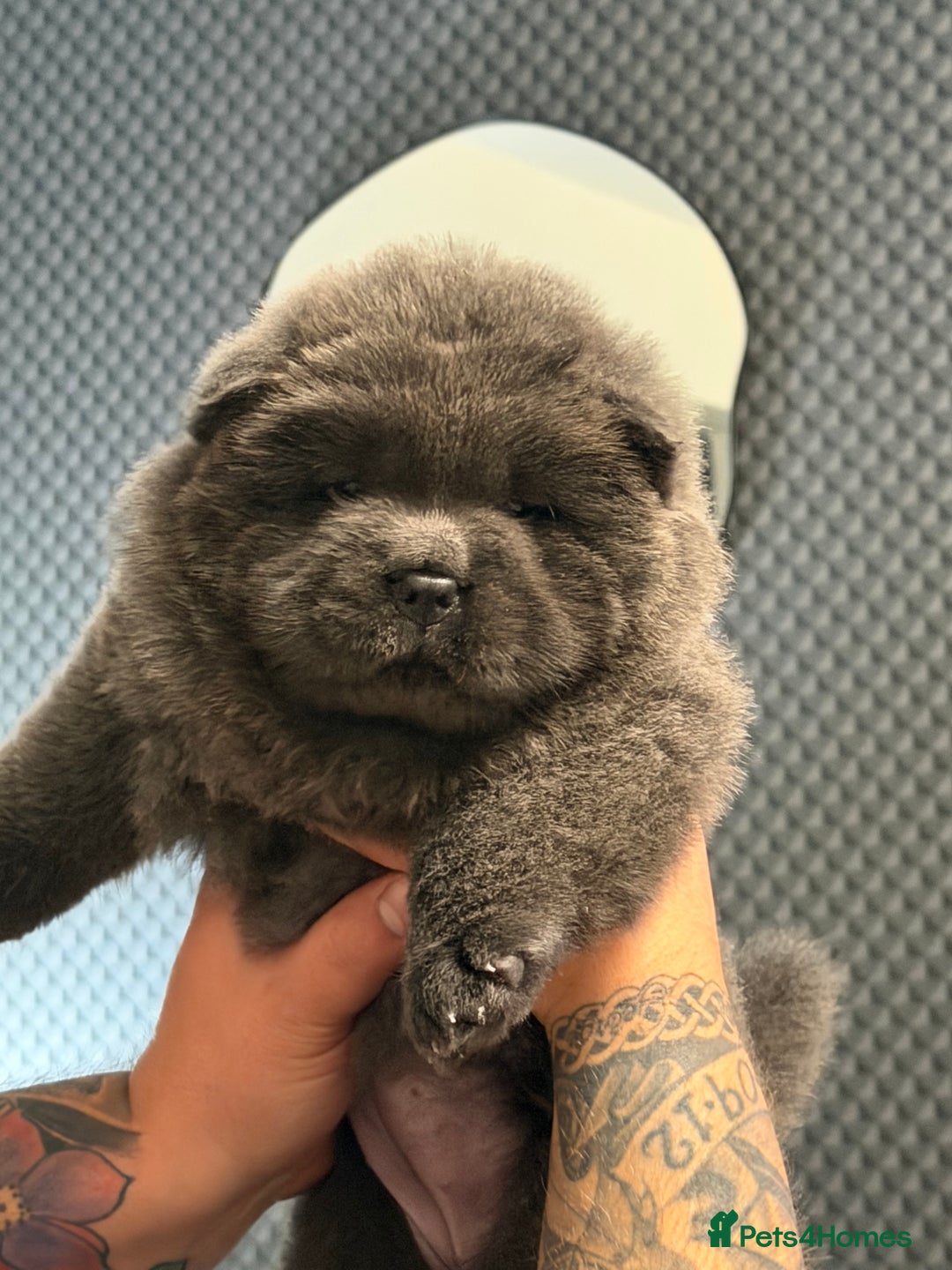 Chow Chow dogs for sale: Beautiful blue chow chow litter 💙 - Image 25