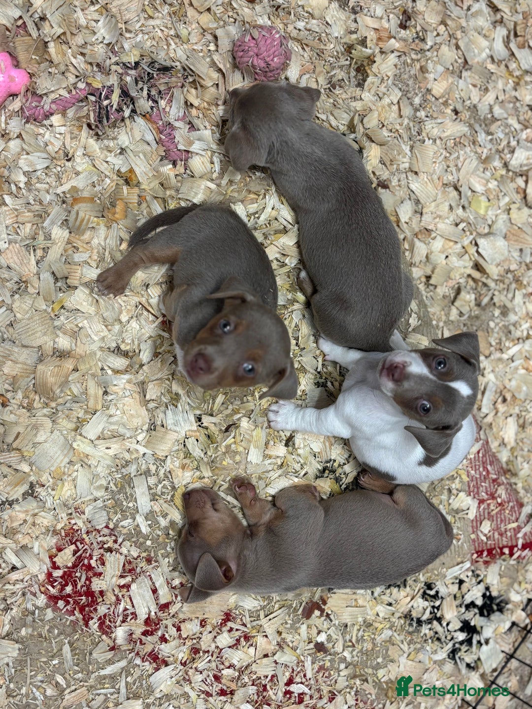 Jack Russell dogs for sale: Rare lilac and tan miniature jack russels  - Image 7