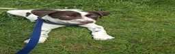 Mixed Breed dogs for sale: Rehoming of our boy in Plymouth - Advert 3