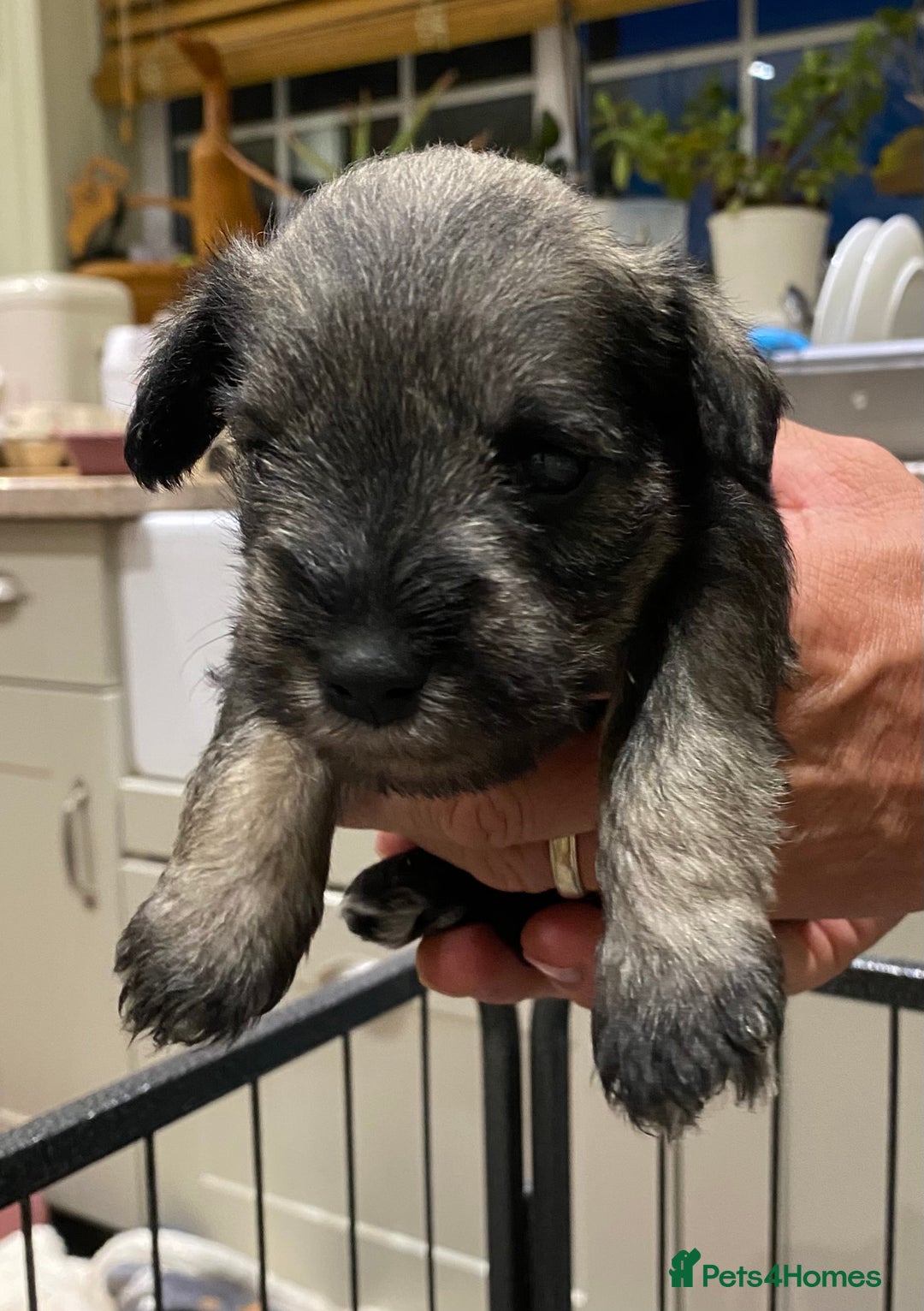 Miniature Schnauzer dogs for sale: 6 adorable Miniature schnauzer puppies  - Image 15