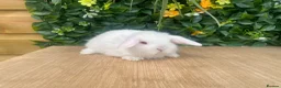 Mini Lop rabbits for sale: Mini lops ready to reserve  - Advert 6