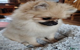 Pomeranian dogs for sale: Pom puppys with Kc reg , pedigree for sale - Image 13