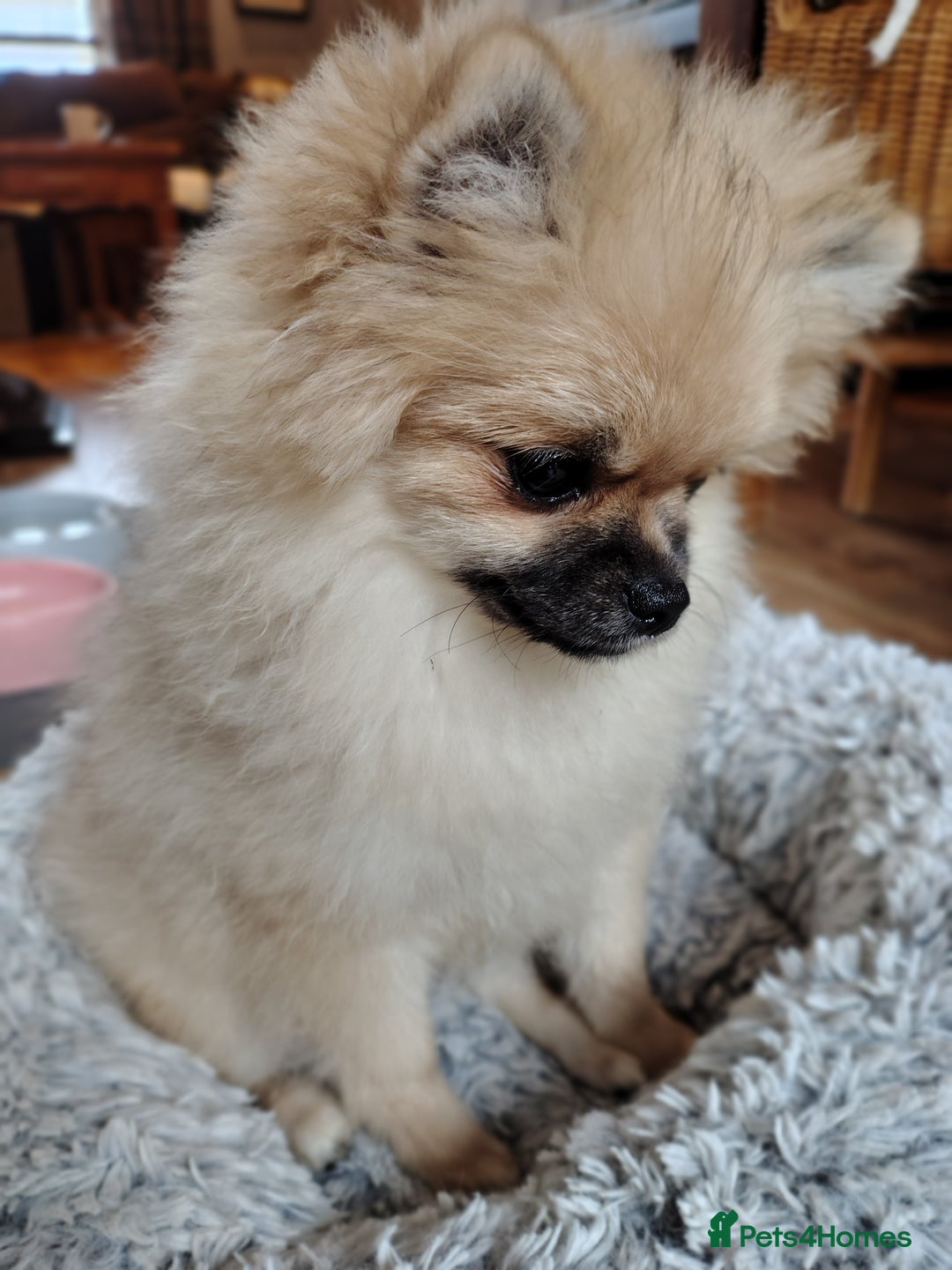 Pomeranian dogs for sale: Pom puppys with Kc reg , pedigree for sale - Image 13