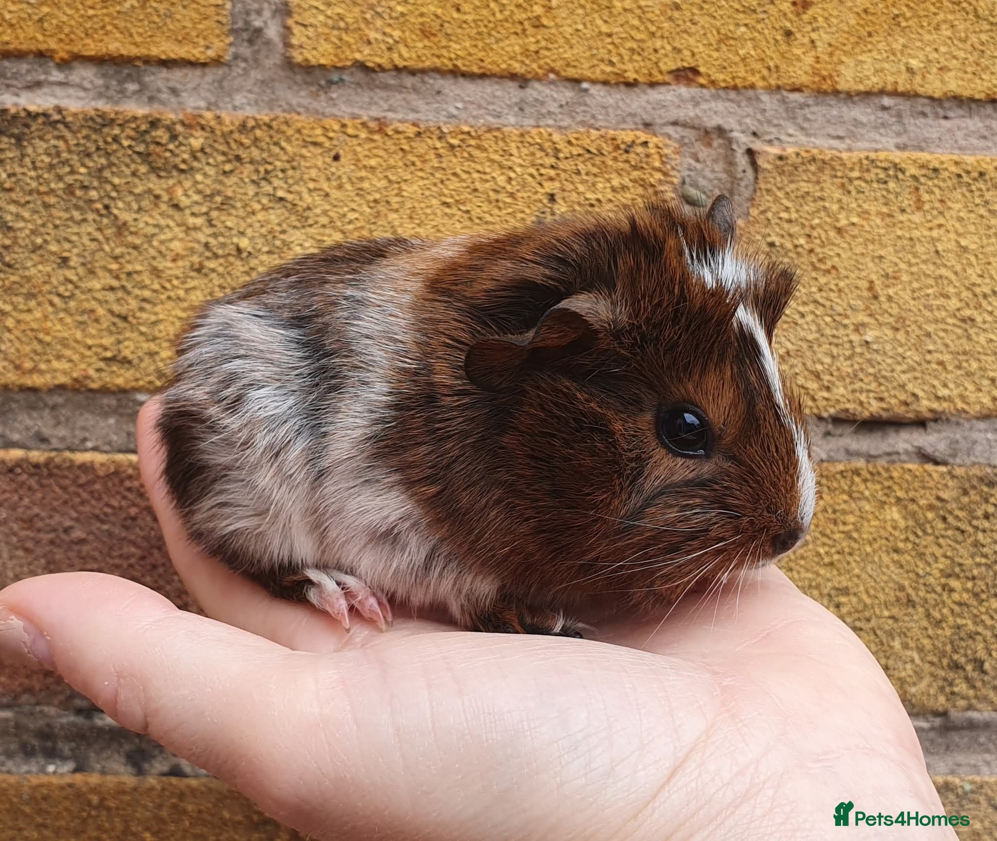 Guinea Pig rodents Beautiful guinea pigs - Advert 1