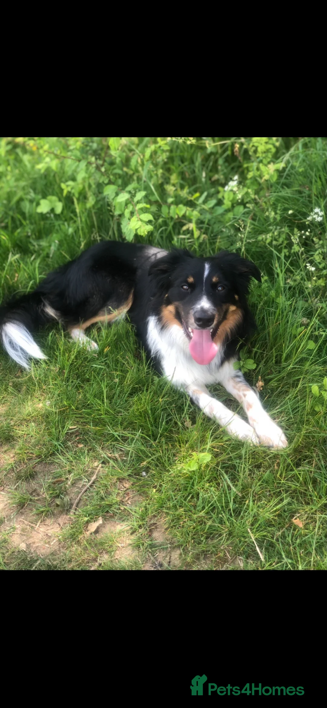 Border Collie dogs for stud: Proven Tri Colour Border Collie Stud in Dunmow - Advert 2