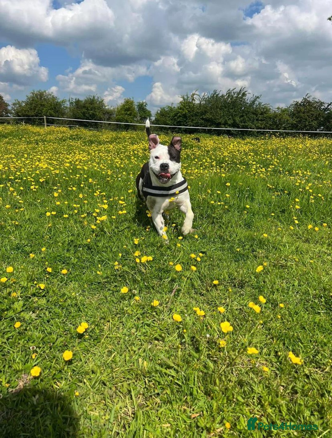 Mixed Breed dogs for sale: American bulldog  - Advert 9