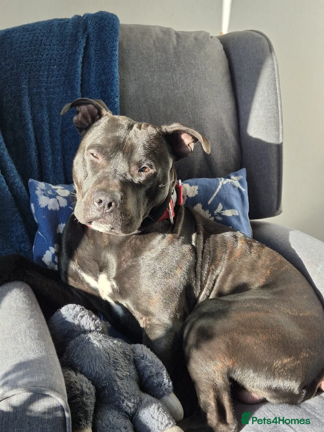 Mixed Breed dogs for sale: Rocky - Advert 1