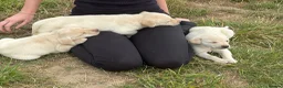 Labrador Retriever dogs for sale: Labrador golden puppies. KC registered  - Advert 9