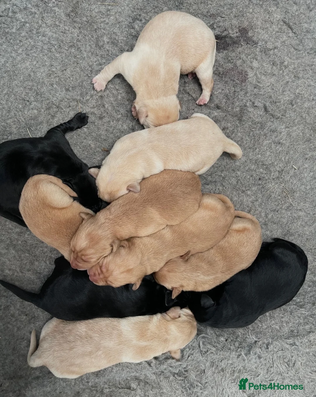 Labrador Retriever dogs for sale: Extensively health tested labrador puppies - Advert 8