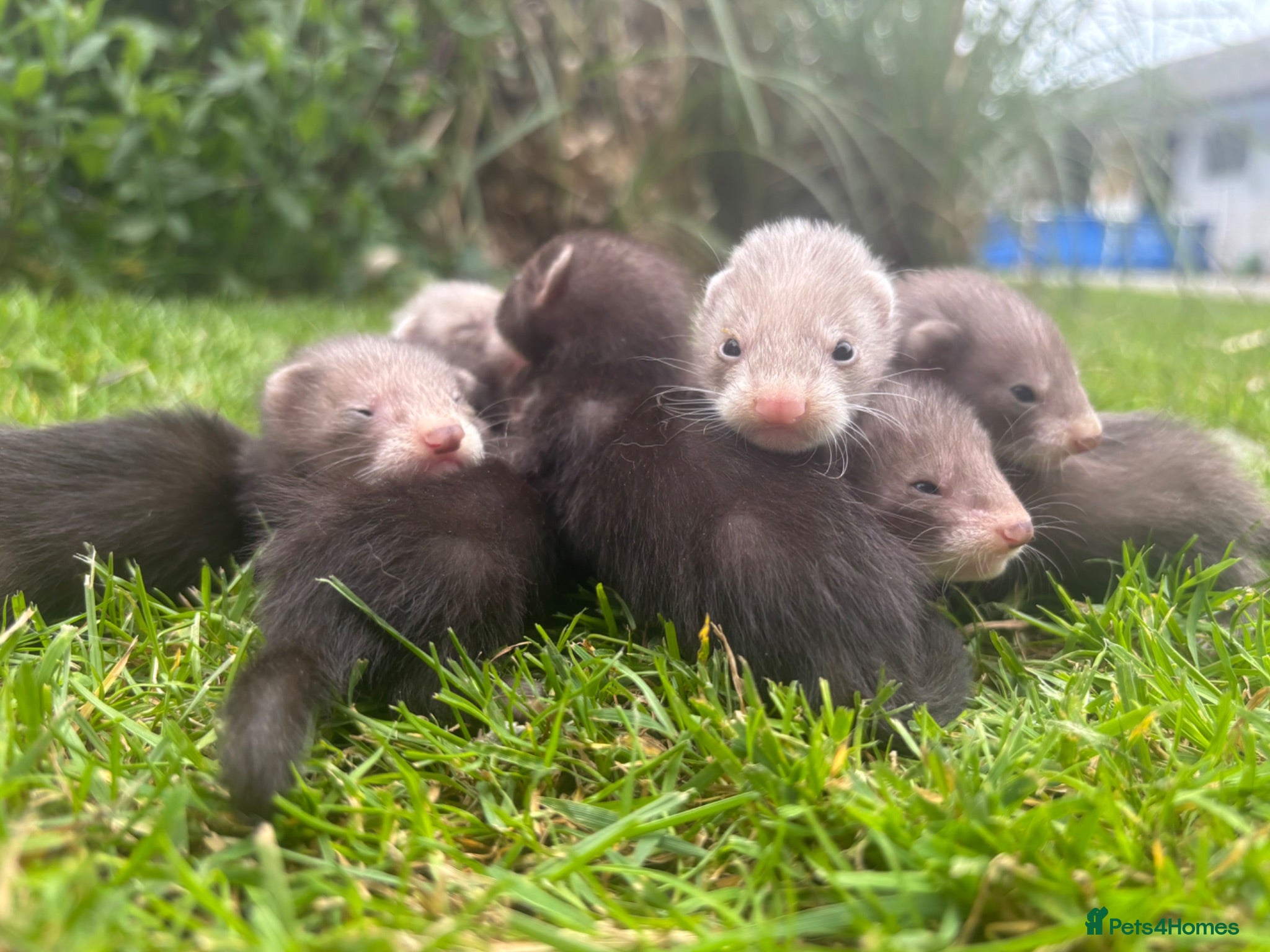 Ferret rodents Beautiful silver X polecat kits - Advert 2