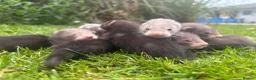 Ferret rodents for sale: Beautiful silver X polecat kits - Advert 2