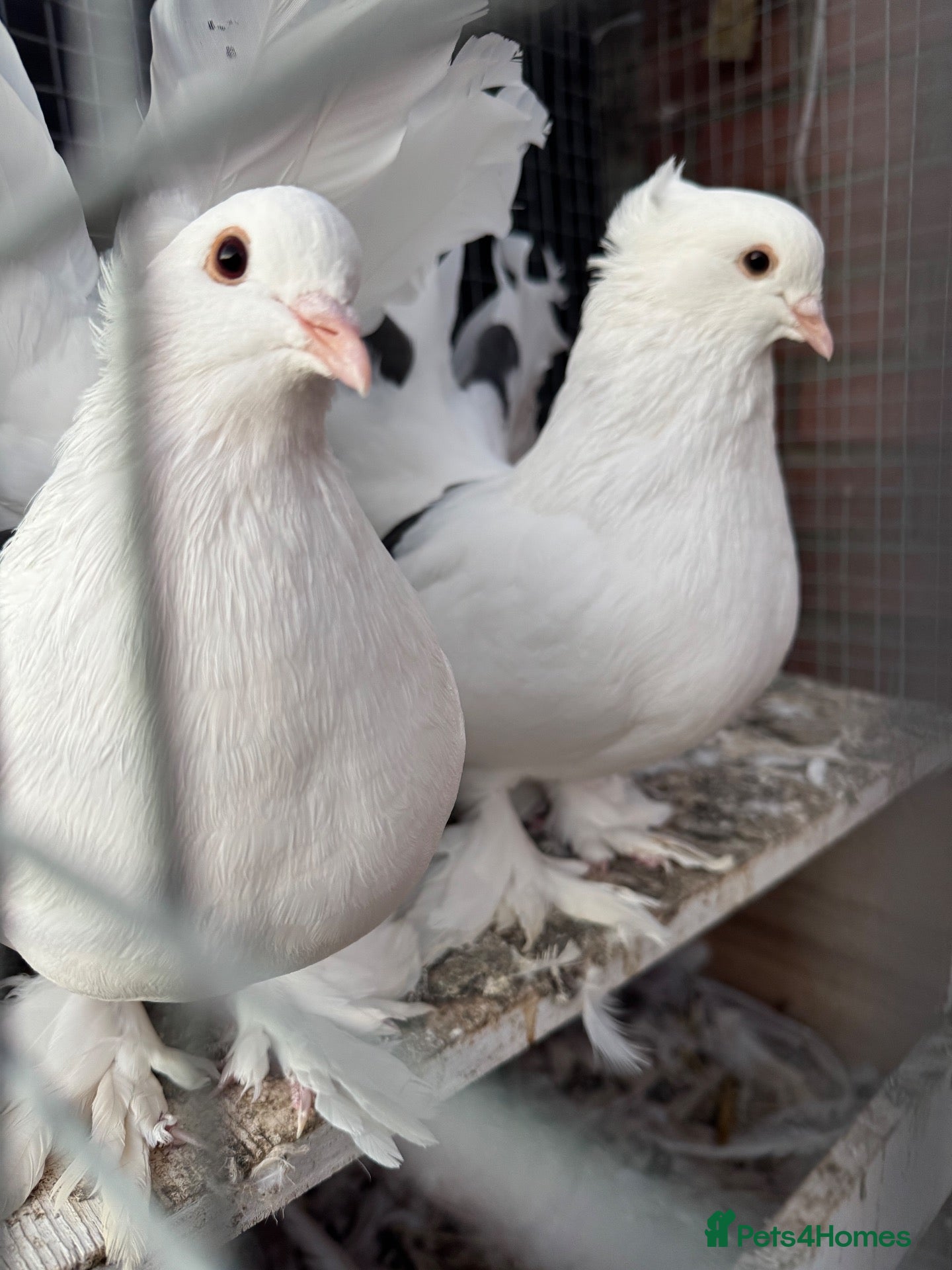 Pigeons birds Beautiful pair of Indian Fantail pigeons  - Advert 2