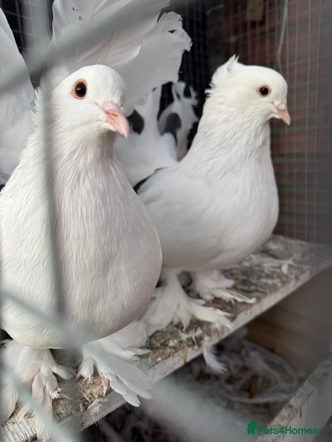 Pigeons birds for sale: Beautiful pair of Indian Fantail pigeons  in Hounslow - Advert 1