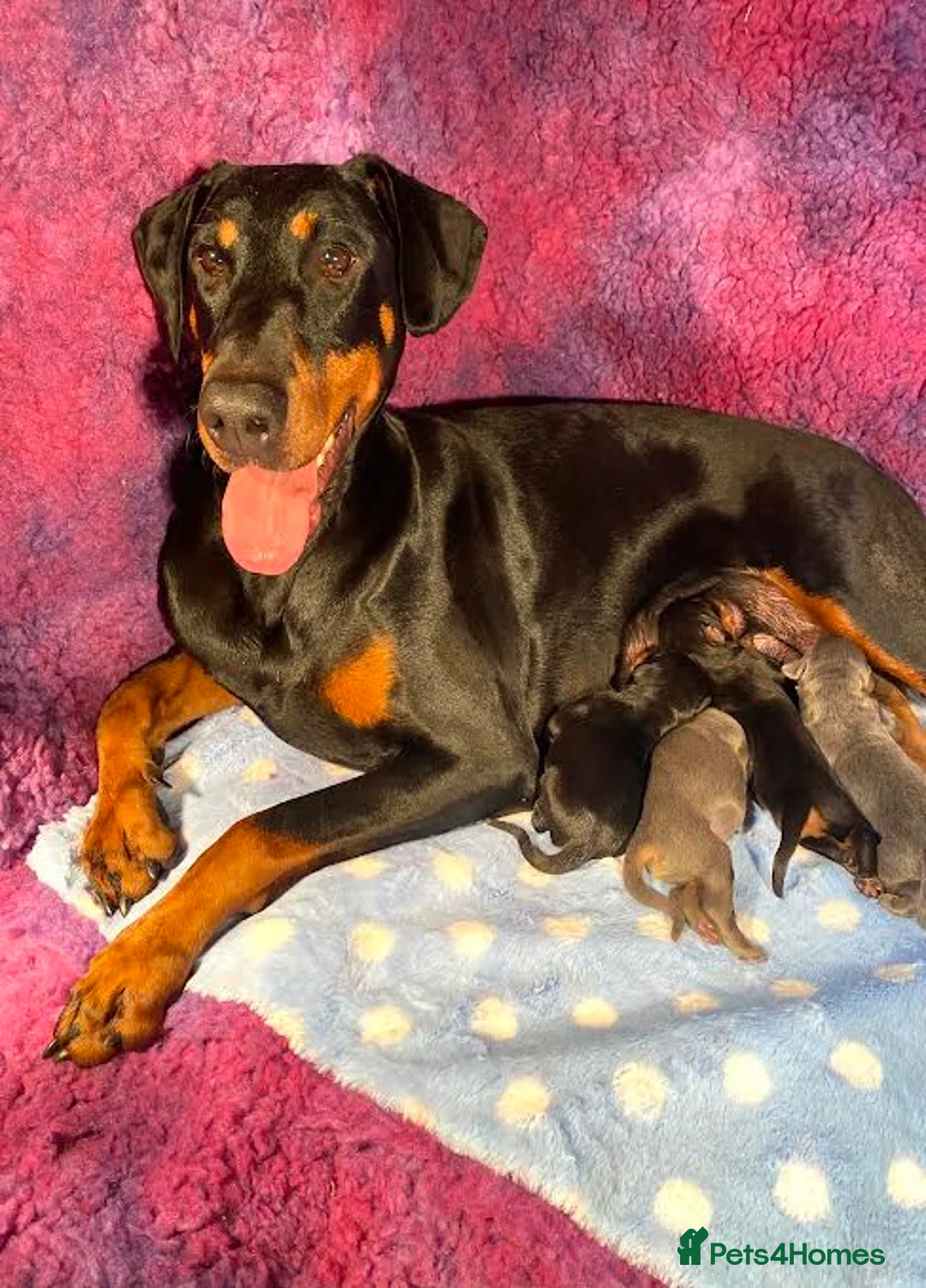 Dobermann dogs for sale: *KC REGISTERED* HEALTH TESTED DOBERMAN PUPPIES* in Rossendale - Advert 1