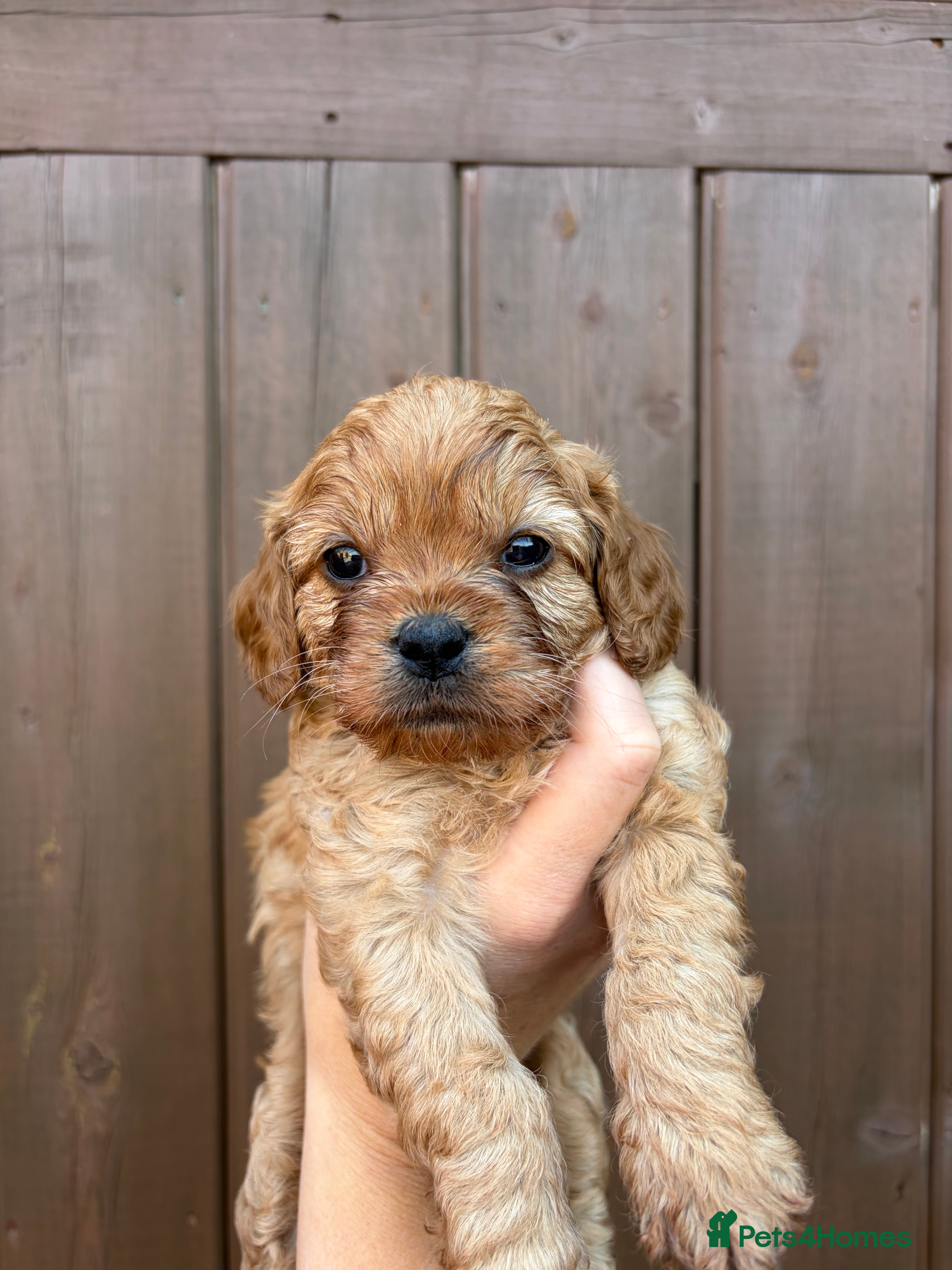 Cavapoo dogs Red Toy cavapoo - Advert 2