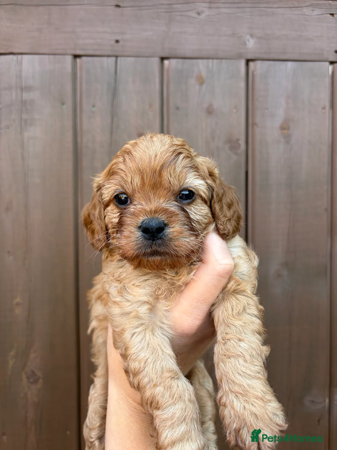 Cavapoo dogs for sale: Red Toy cavapoo in Newark - Advert 2