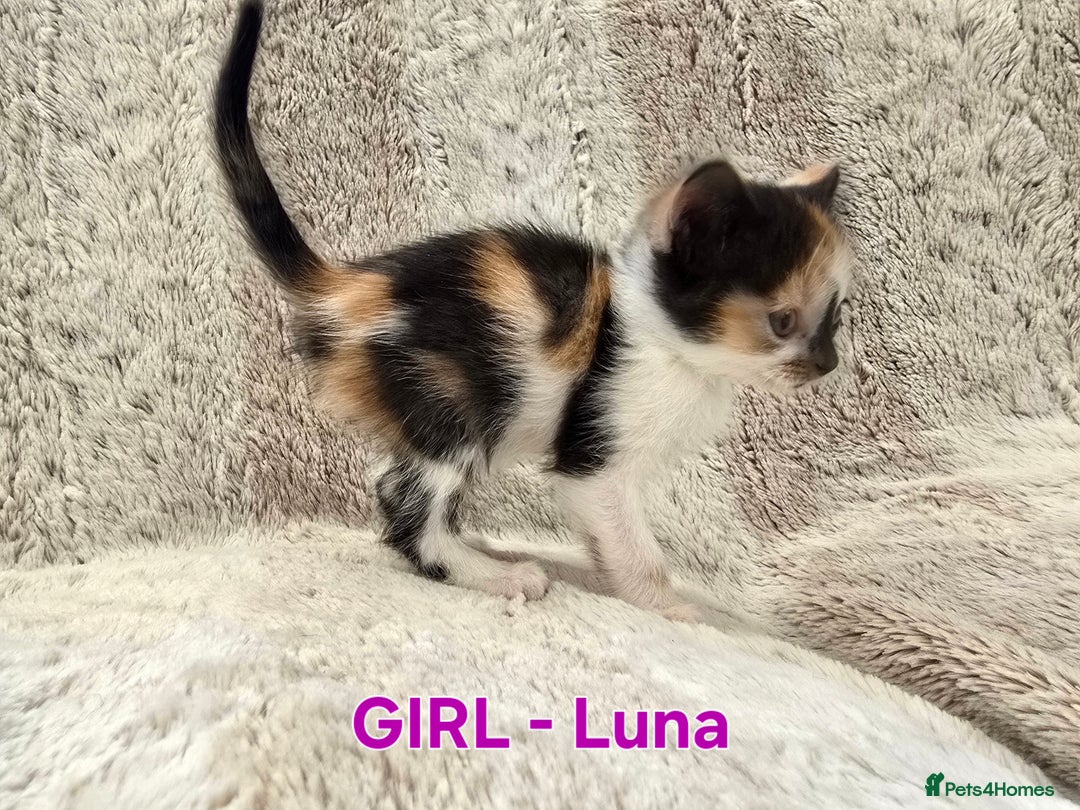 British Shorthair cats for sale: ☆AVAILABLE NOW☆ 5 half/British Shorthair kittens - Image 6