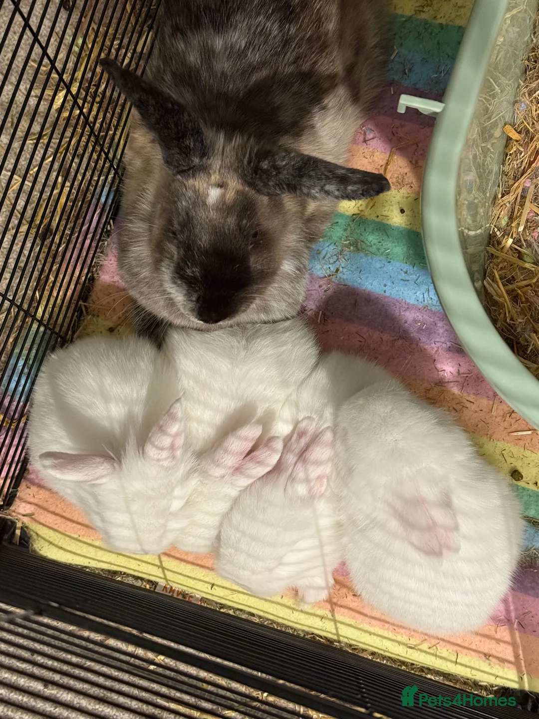 Mixed Breed rabbits for sale: 4 albino rabbits for sale - Advert 7