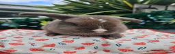 Mini Lop rabbits for sale: Chocolate vm mini lop - Advert 16