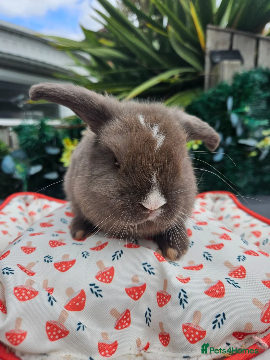 Mini Lop rabbits for sale: Chocolate vm mini lop - Advert 16