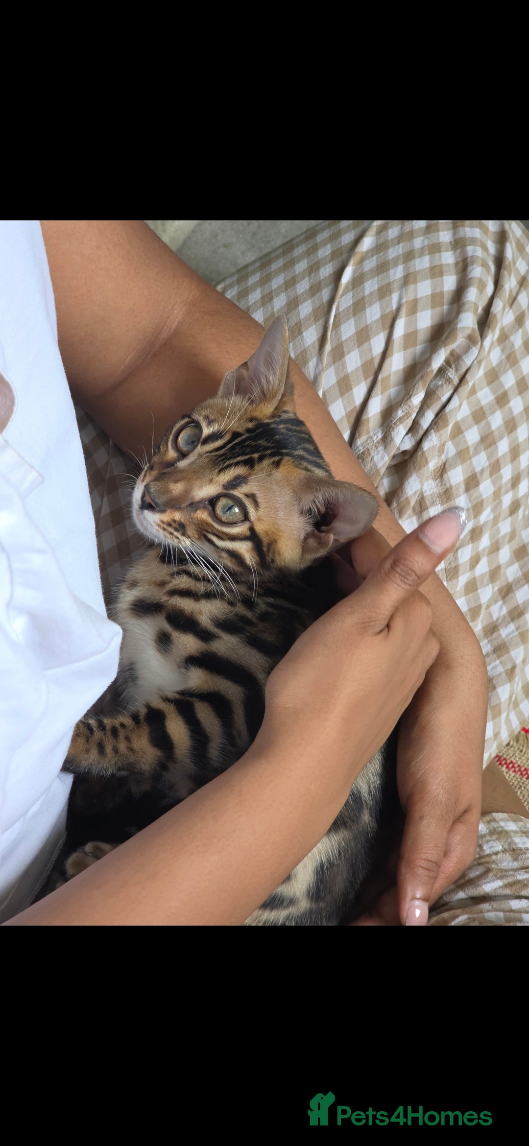 Bengal cats for sale: Mr bengal Urgent  - Image 3
