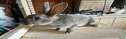 Rex rabbits for sale: Rex Standard Kits available  - Advert 9