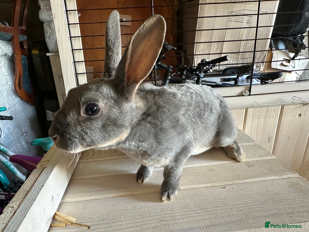 Rex rabbits for sale: Rex Standard Kits available  - Advert 9