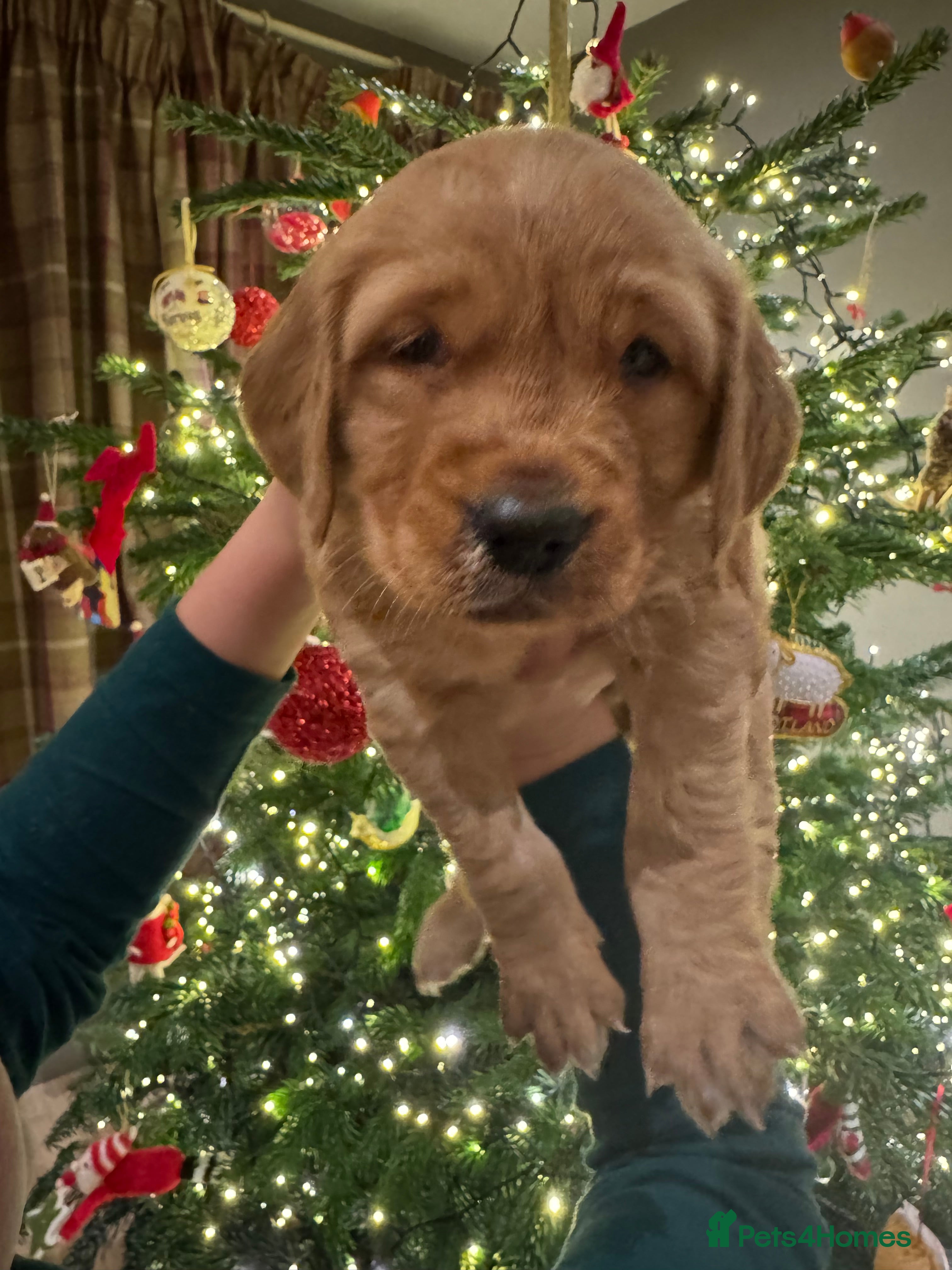 Golden Retriever dogs Working Golden Retriever puppies - Advert 9