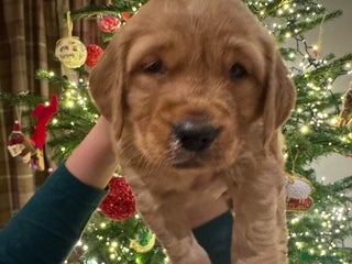 Golden Retriever dogs Working Golden Retriever puppies - Advert 10