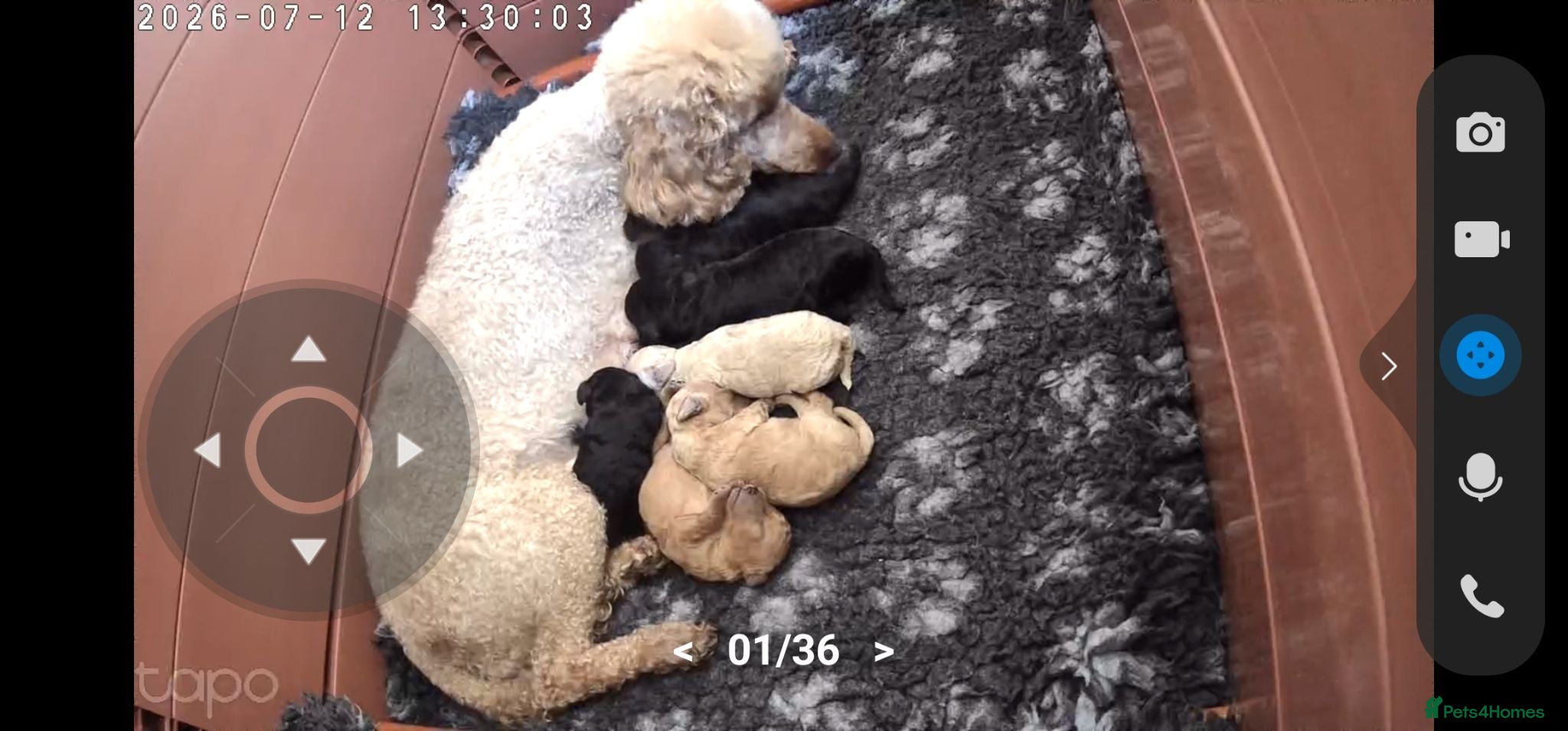 Toy Poodle dogs Toy poodle puppies  - Advert 1