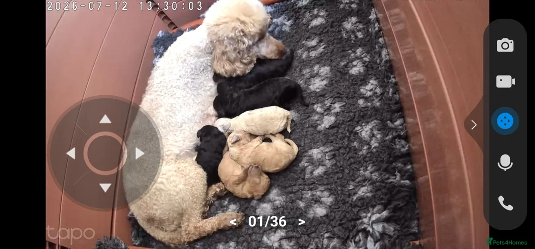 Toy Poodle dogs for sale: Toy poodle puppies  - Advert 1