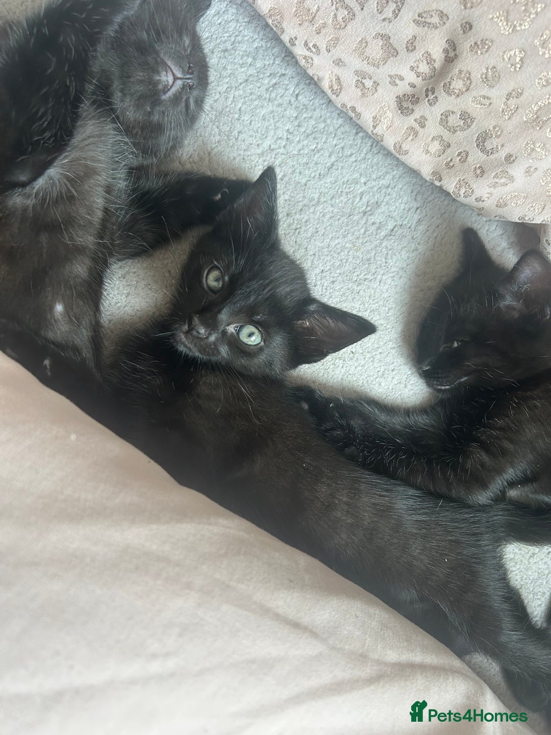 Mixed Breed cats for sale: kitten for sale! - Image 6