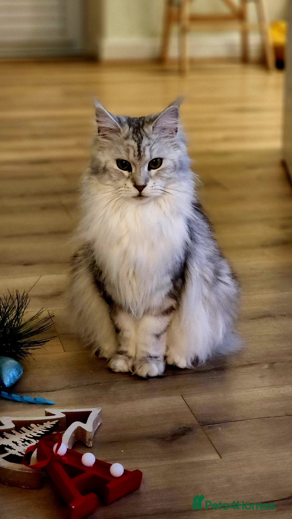 Maine Coon cats 💫💫Beautiful Maine Coon Kittens💫💫 - Advert 1