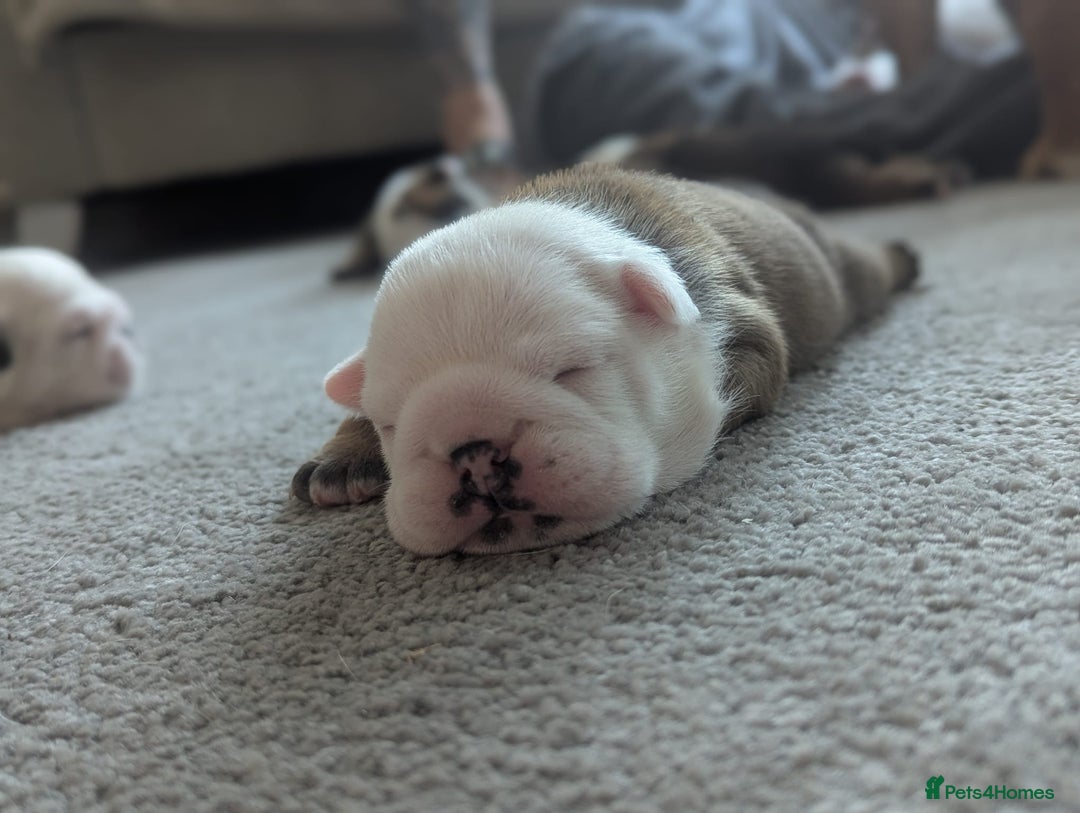 English Bulldog dogs for sale: Champion sired male puppy available  - Image 6