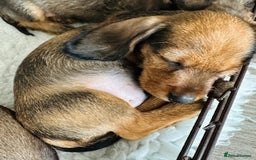 Miniature Dachshund dogs for sale: Miniature Wire Haired Dachshund Puppies - Image 1
